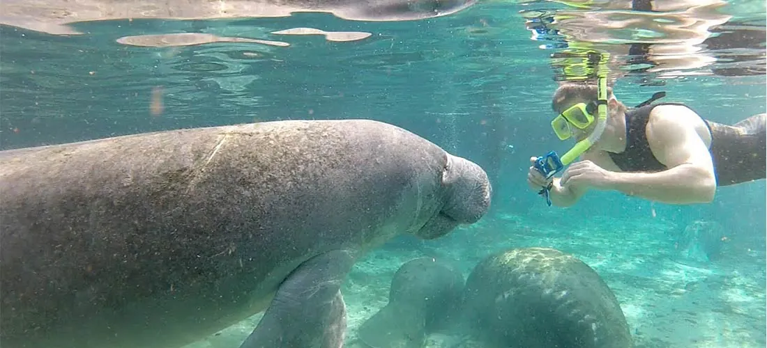 Homosassa Springs Wildlife Park